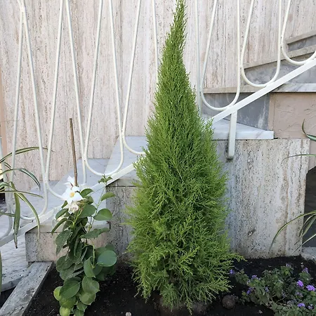 Bed & Breakfast Raffaello Terzigno